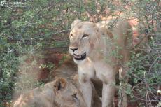 IMG 7547-Kenya, lions at Tsavo East